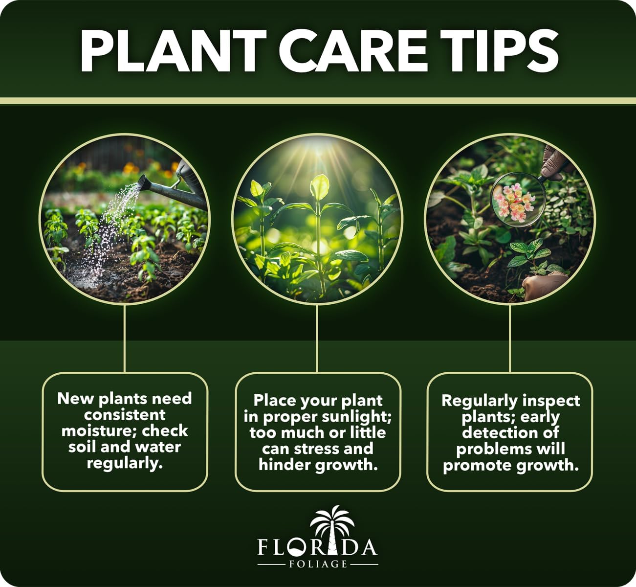 Bamboo Fernleaf | 1 Large Gallon Size Plant | Bambusa multiplex | Clumping Bamboo Privacy Screen | Fast Growing Hedge Windbreak Gardens Walkways Borders Decorative Accent Garden Feature Zone