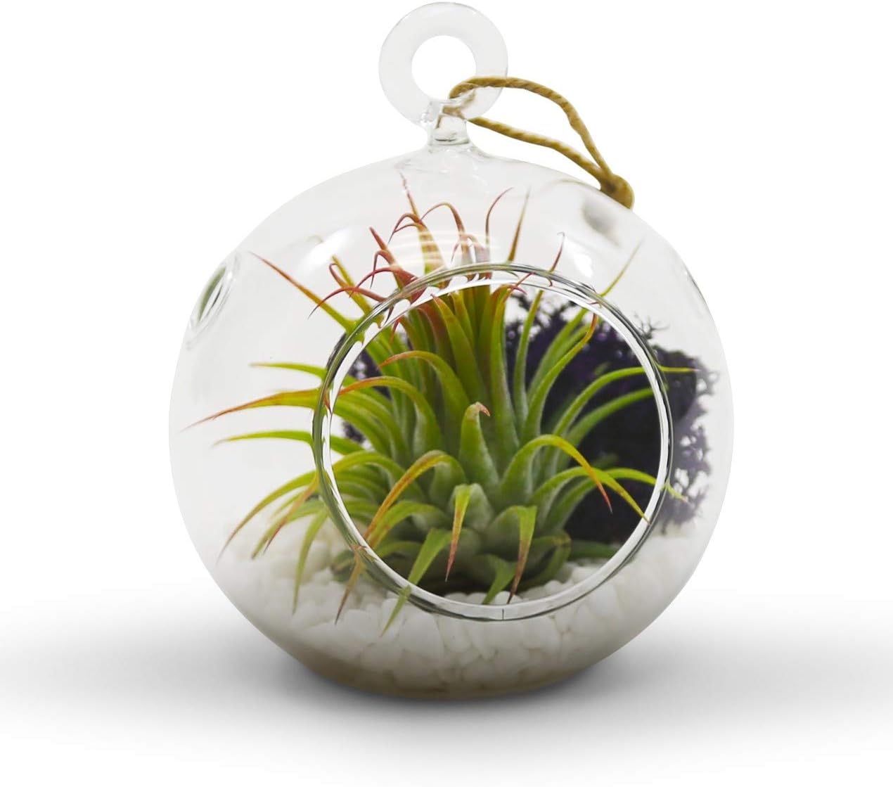 WGV Hanging Terrarium Globe, Width 3", Height 4", DIY Air Succulent Planter, Clear Glass Vase Orb with Flat Bottom, Candle Holder for Windowsill Outdoor Garden Decor, 6 Pieces Bulk