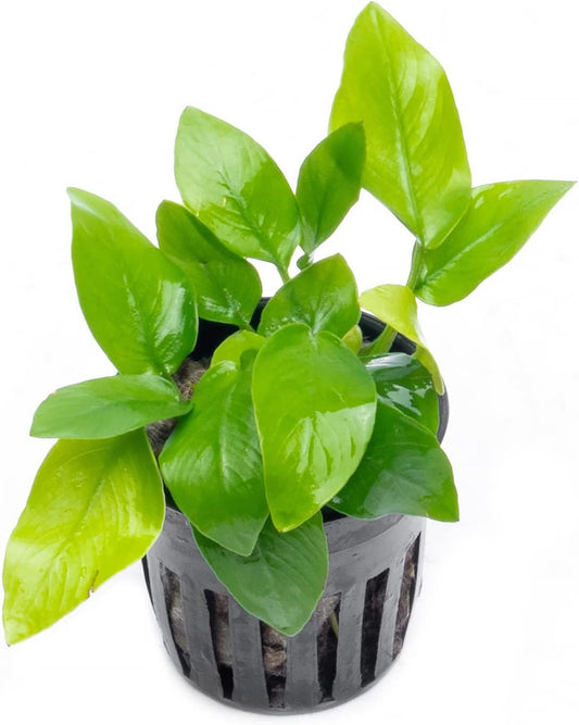 Anubias Live Aquarium Plants - Potted Freshwater Plant for Fish Tanks, Terrariums - Beginner Friendly Low Light (Nana Golden, 5 Pots)