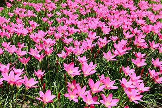 (12) Pink Rain Lily Flower Plants - Zephyranthes Grandiflora Outdoor Flower Bulbs | Beautiful Rain Lily
