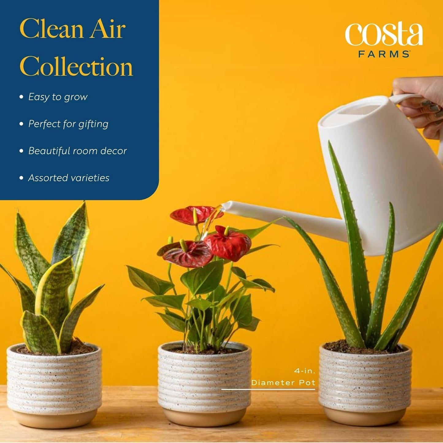 Costa Farms Live Plants (3 Pack), Easy to Grow Real Indoor Houseplants, Air Purifying Plants, Grower's Choice in Home Décor Indoors Plant Pots, New House Gift or Room Décor