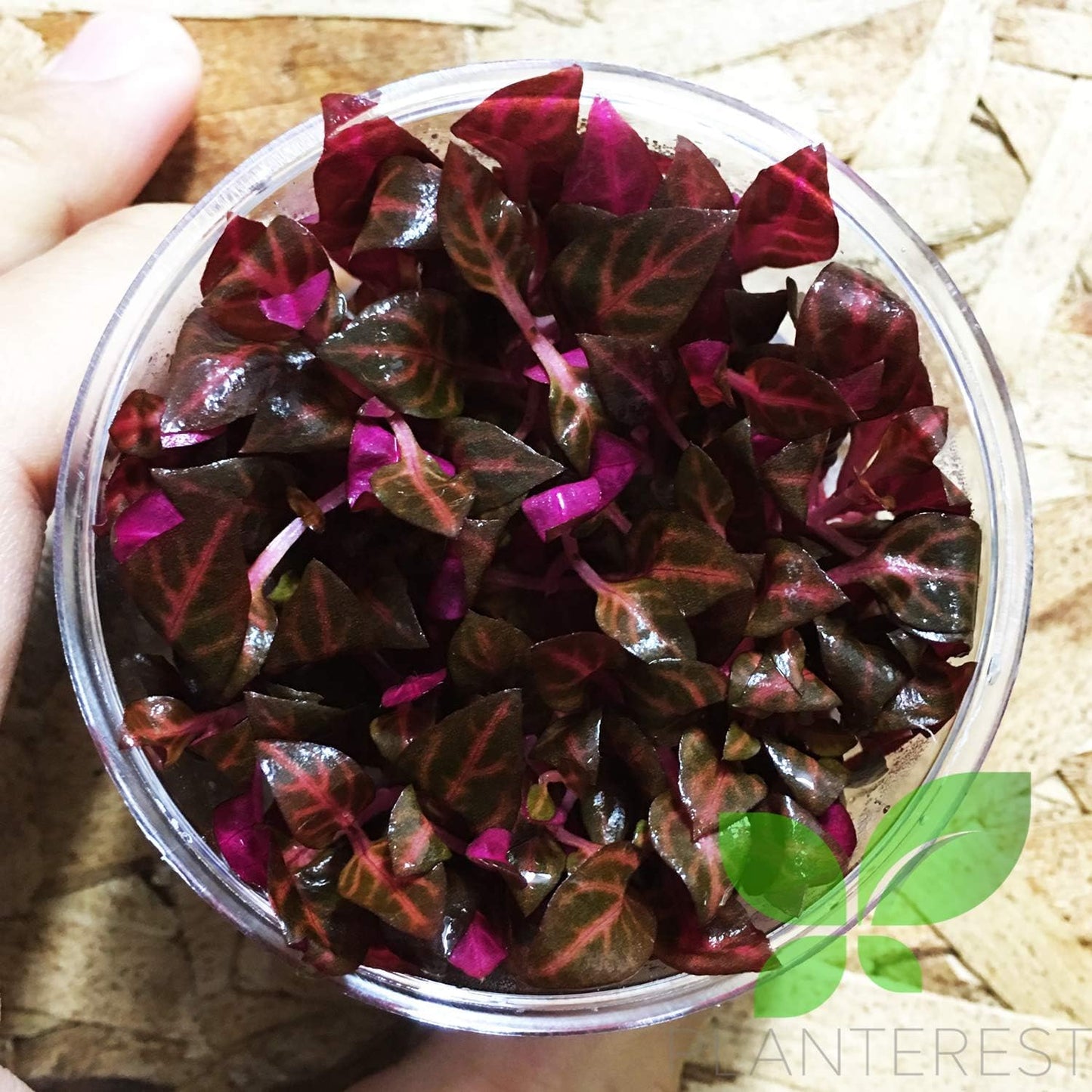 Alternanthera Reineckii Rosanervig Red Tissue Culture Cup Freshwater Live Aquarium Plants Decoration BUY2GET1FREE