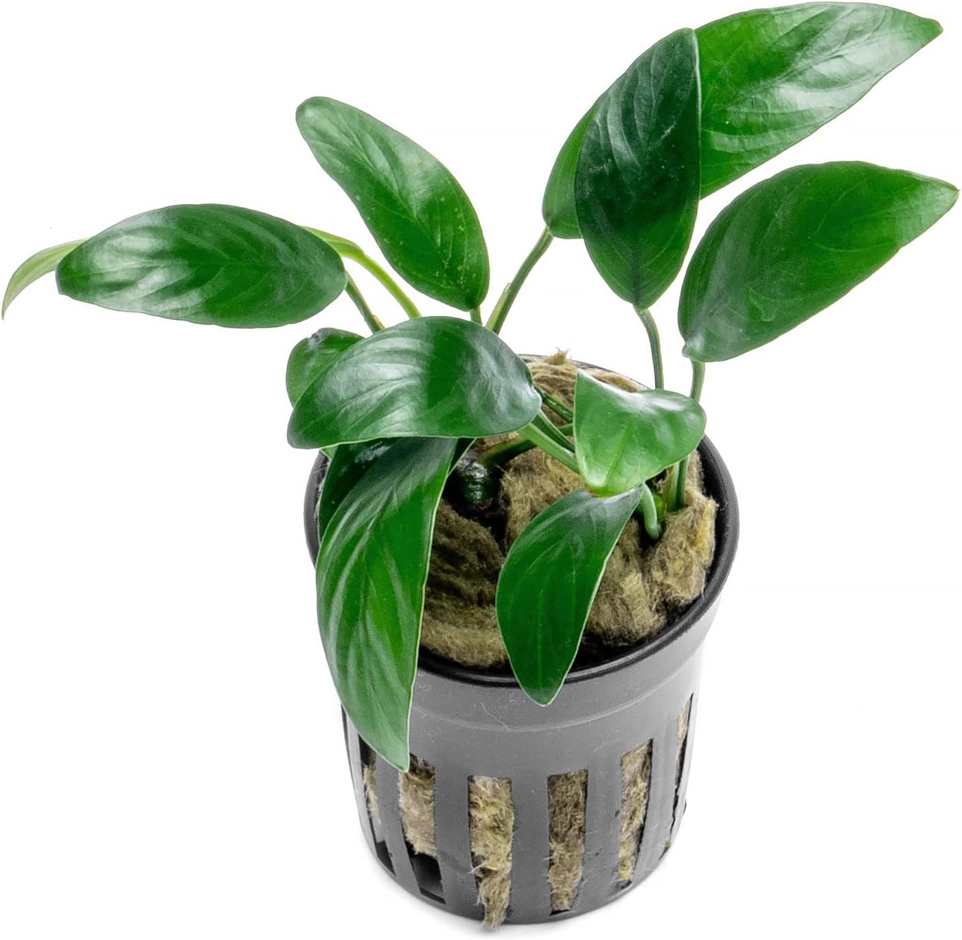 Anubias Live Aquarium Plants - Potted Freshwater Plant for Fish Tanks, Terrariums - Beginner Friendly Low Light (Congensis Mini, 1 Pot)