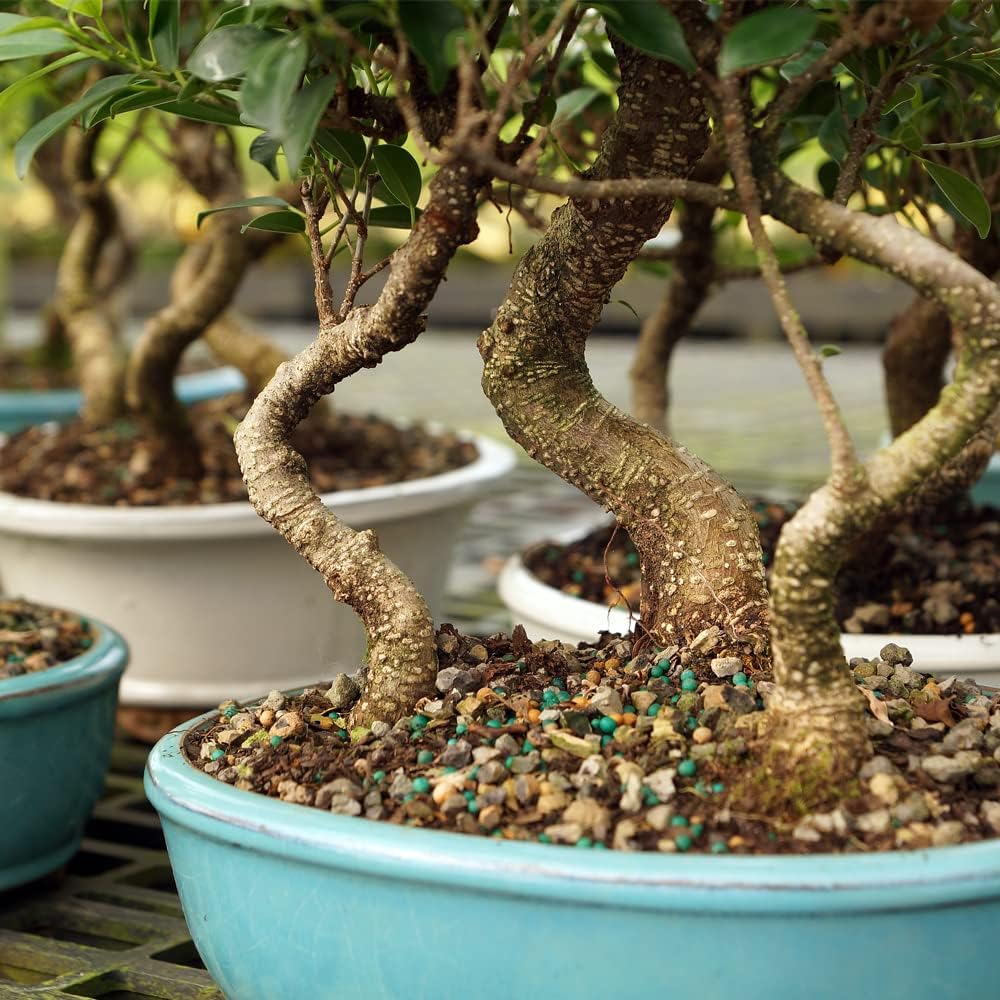 Brussel's Bonsai Live Golden Gate Ficus Grove Indoor Bonsai Tree-7 Years Old 10" to 14" Tall with Decorative Container, Medium