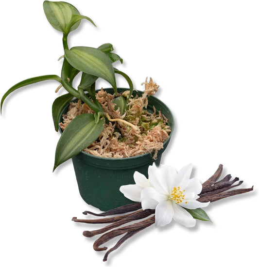 Vanilla Bean Plant - 3 Live Starter Plants - Vanilla Planifolia - Exotic Vining Orchid for Home and Tropical Garden