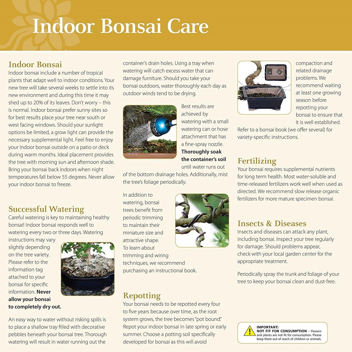 Brussel's Bonsai Live Ginseng Grafted Ficus Indoor Bonsai Tree Gift Set - Small, 4 Years, 6 to 8 in - Ceramic Bonsai Pot, Fertilizer, and Humidity Tray