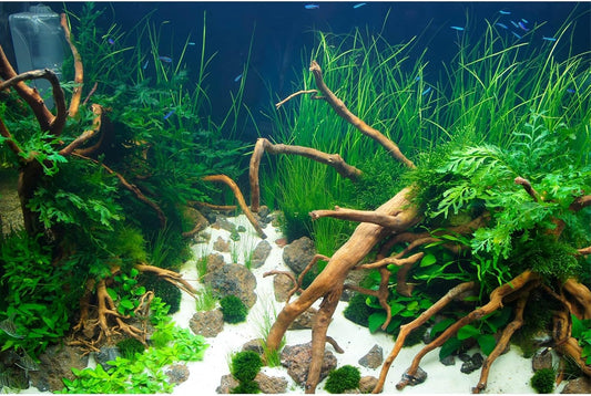 Aquarium Background Various Underwater Grass Plants Aquarium Backdrop Vivid and Fresh Green Aquatic Plants Stone River Bed and Dead Wood Yellow Stone Fish Tank Background 72x24in