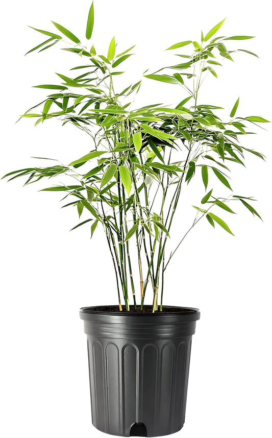 Bamboo Fernleaf | 1 Large Gallon Size Plant | Bambusa multiplex | Clumping Bamboo Privacy Screen | Fast Growing Hedge Windbreak Gardens Walkways Borders Decorative Accent Garden Feature Zone