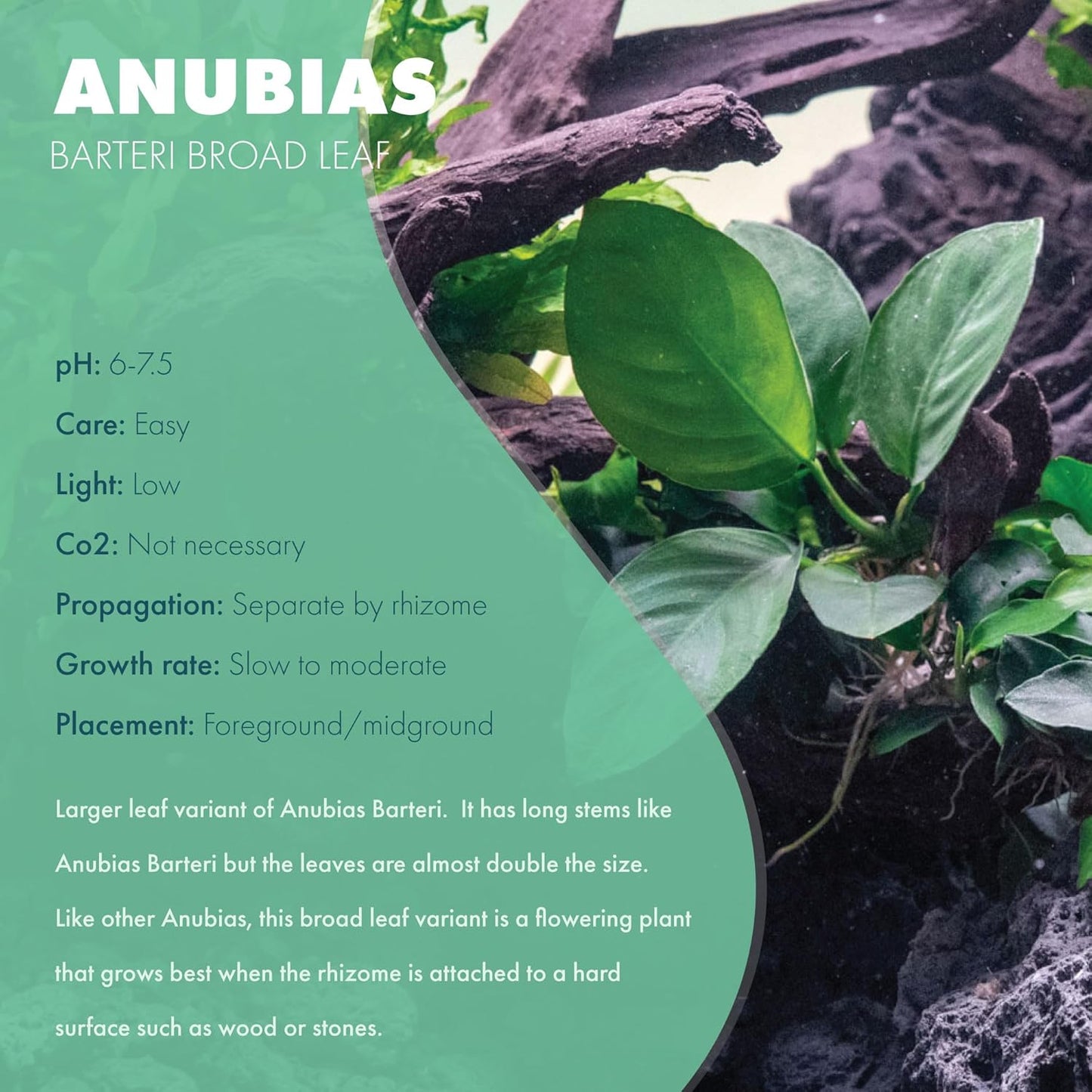 Anubias Live Aquarium Plants - Potted Freshwater Plant for Fish Tanks, Terrariums - Beginner Friendly Low Light (Barteri Broad Leaf, Mother Plant)