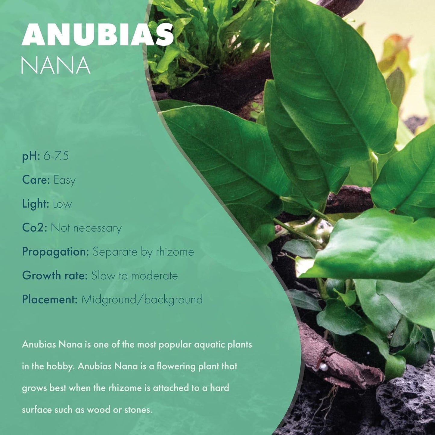 Anubias Live Aquarium Plants - Potted Freshwater Plant for Fish Tanks, Terrariums - Beginner Friendly Low Light (Nana, 5 Pots)