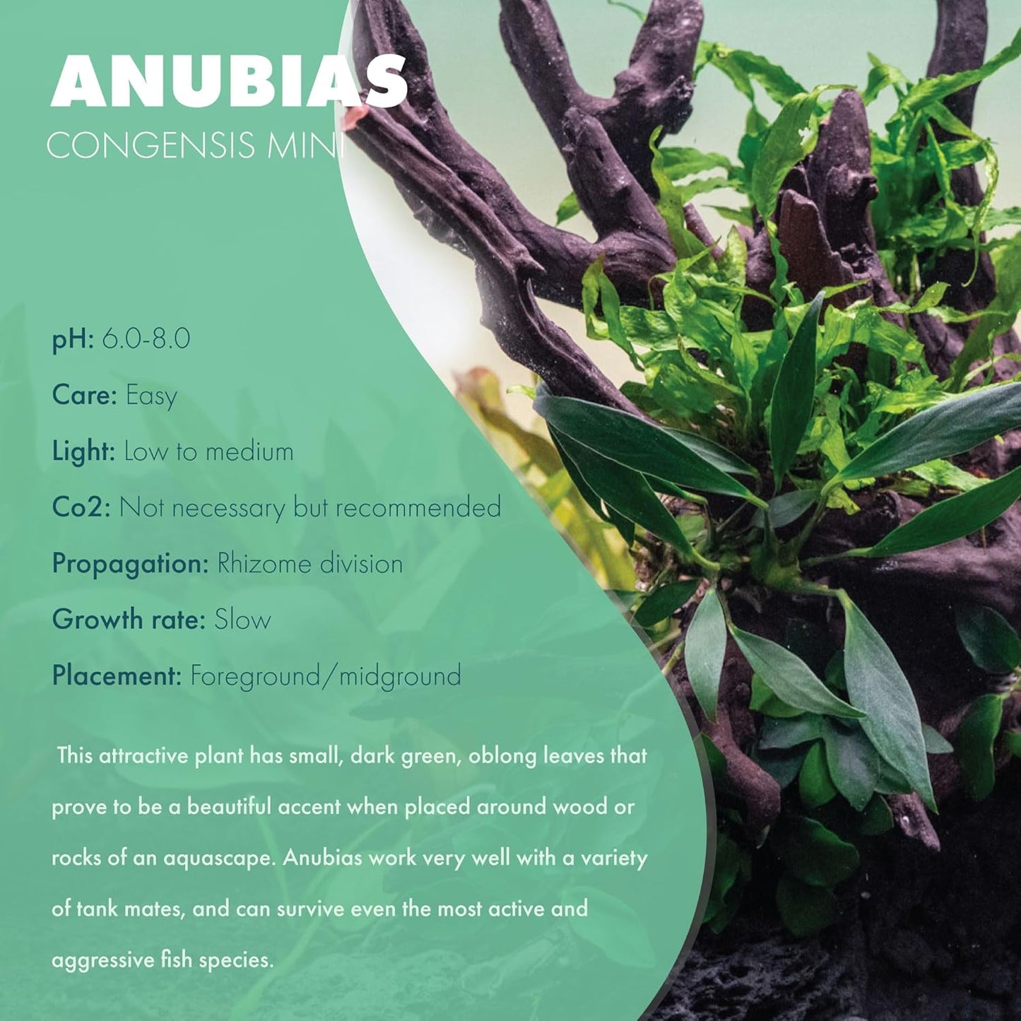Anubias Live Aquarium Plants - Potted Freshwater Plant for Fish Tanks, Terrariums - Beginner Friendly Low Light (Congensis Mini, 5 Pots)